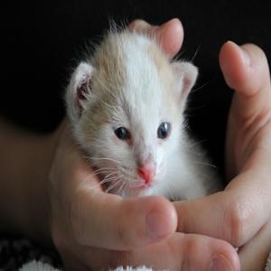 고양이 화장실 냄새 잡는 과학적인 방법 쉽고 효과적인 관리 비법 공개
