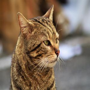고양이 발톱 안전하게 자르는 방법 초보자도 쉽게 따라할 수 있는 꿀팁 안내