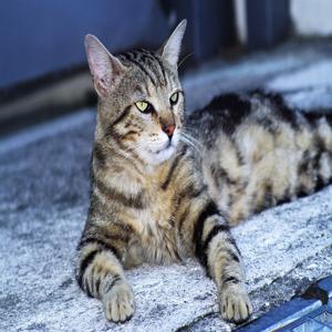 고양이 방광염 초기 증상과 관리법 귀찮은 고민을 덜어주는 실용적인 팁