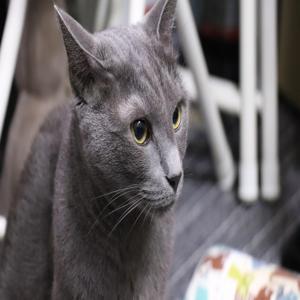 고양이 사료 주는 양 계산하는 1가지 공식 꼭 알아야 할 간단한 팁을 공개합니다
