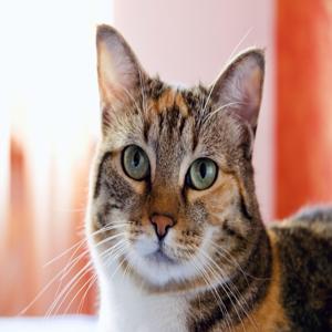고양이 간식 고를 때 절대 피해야 할 1가지 당신의 고양이를 지키는 중요한 팁