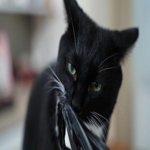고양이 입양 후 첫 2주 적응 도와주는 루틴을 쉽게 만드는 팁은
